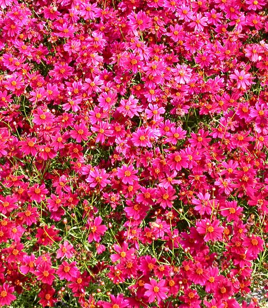 Coreopsis 'Limerock Ruby'